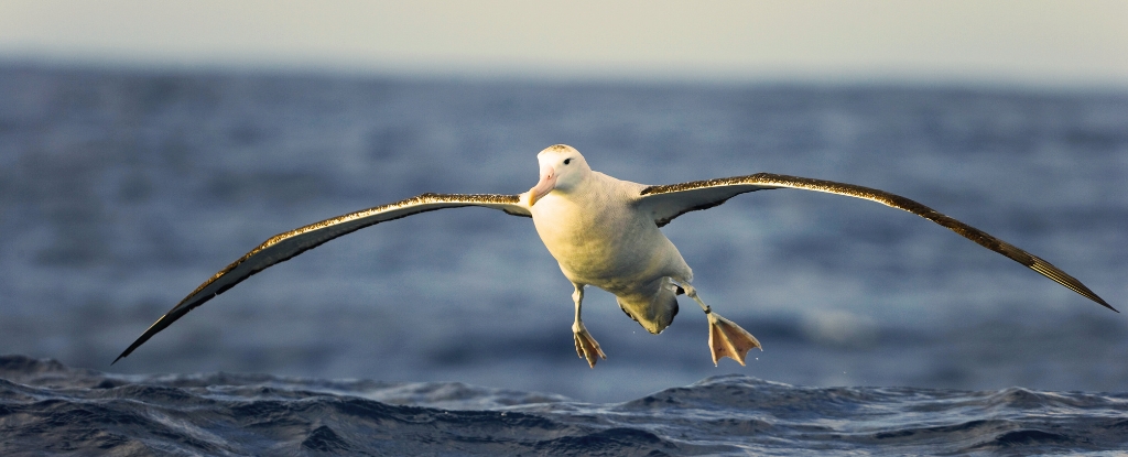 AlbatrossWideWingsOverOcean SKbGGq food