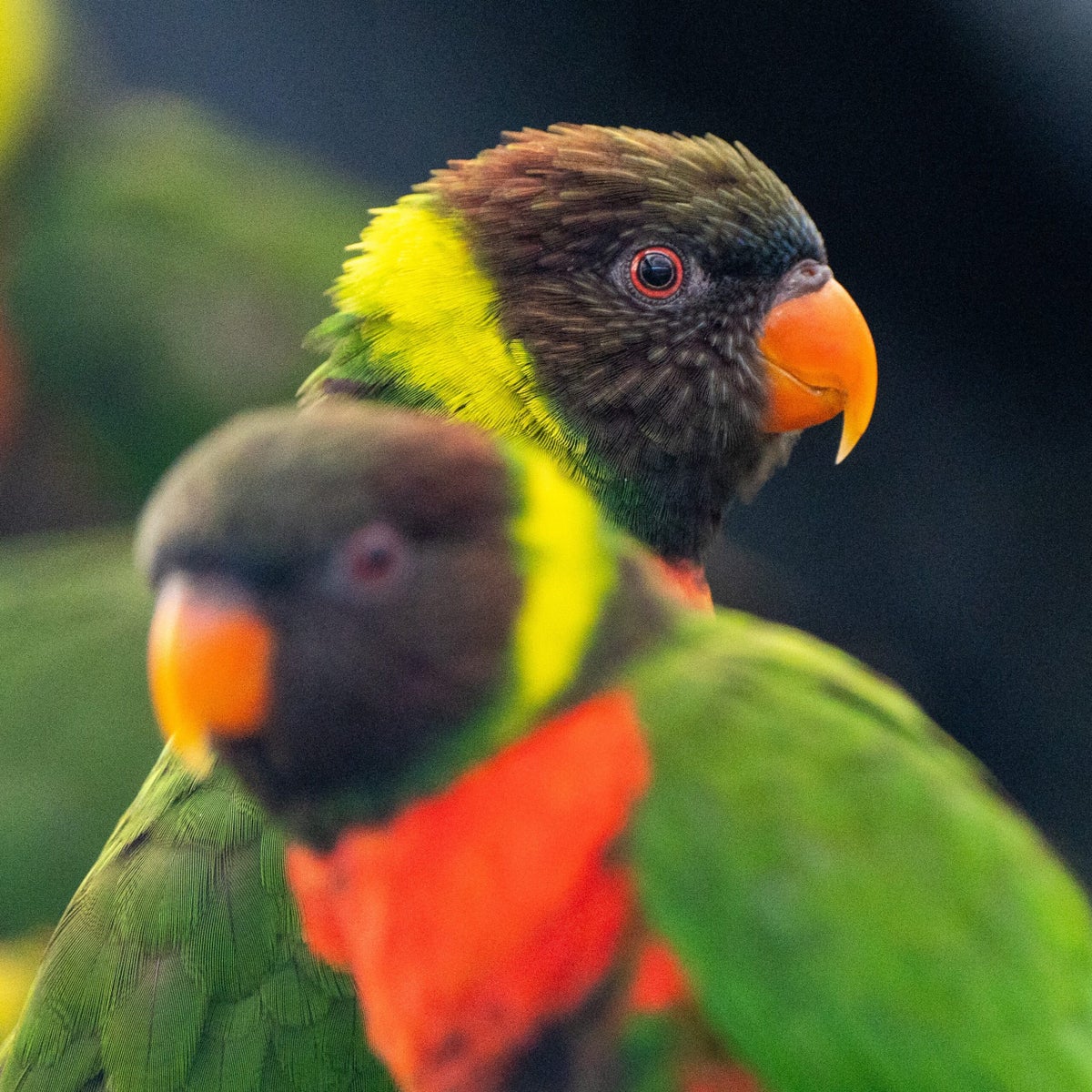 New hope for rare parrots on verge of extinction after chicks hatch at Chester Zoo 2 scaled KCFqJ9 Future%2520New%2520Album