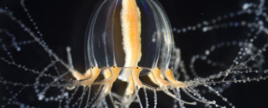 jellyfish LnTmSh jelly