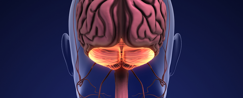 cerebellum diagram 7y2hqn