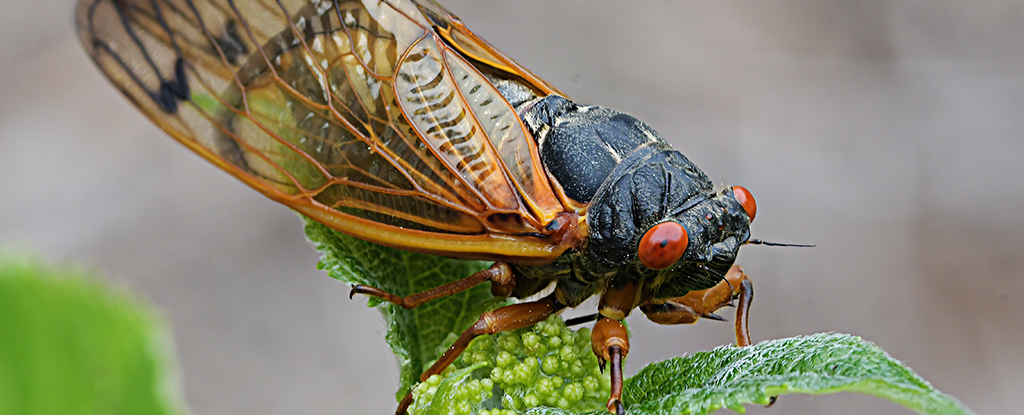 cicada on leaf TSpjoY