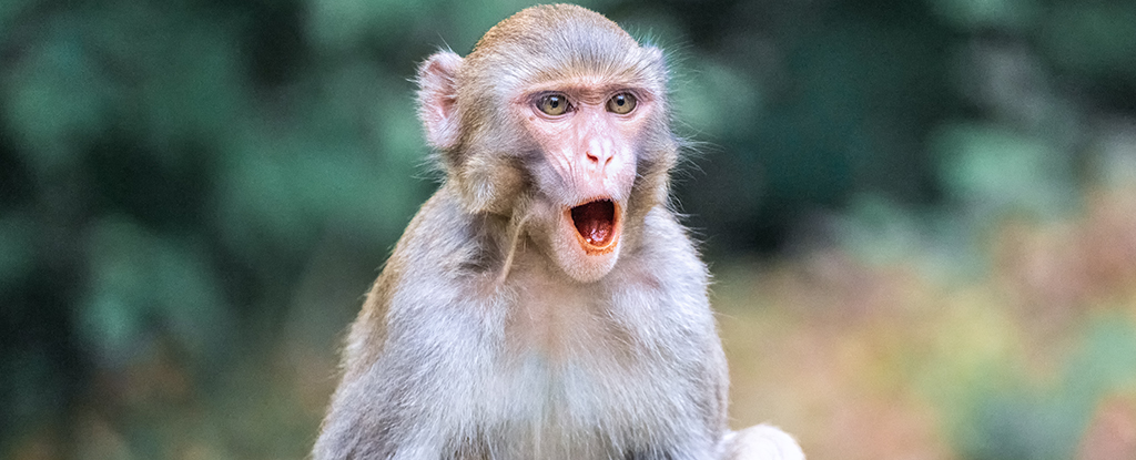 macaque hong kong