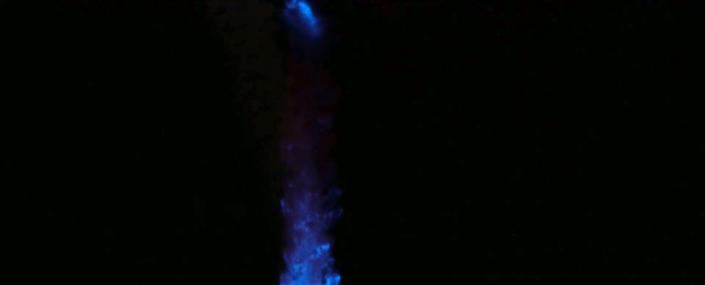 octocoral glow eTi5kh